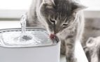 Gato bebiendo agua (Adobe)