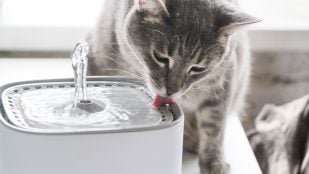 Gato bebiendo agua (Adobe)