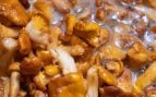Recetas de gírgolas