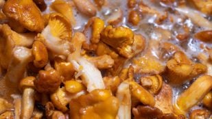 Recetas de gírgolas