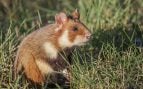 Hámster, animales, curiosidades, mascotas