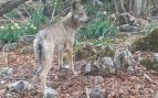 Loba híbrida