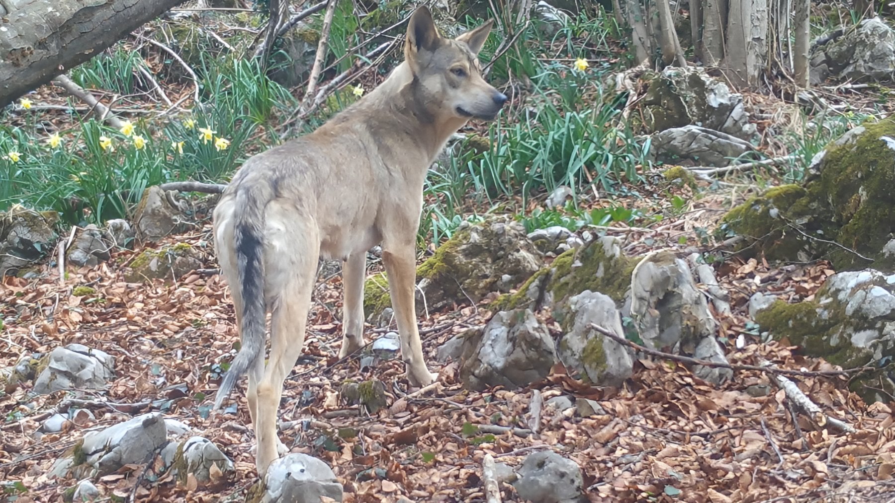 Loba híbrida recién parida. (Foto: FAPAS).