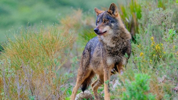 lobo-iberico-lista-roja