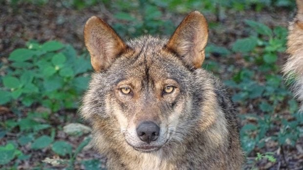 proteccion-lobo-620x349