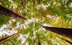 Bosque, naturaleza, plantas, árboles
