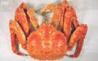 Ejemplar de cangrejo real (Paralithodes camtschaticus), la especie liberada en el mar de Barents en 1961. Fuente: FDA / Wikimedia Commons.
