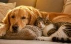 Perros y gatos