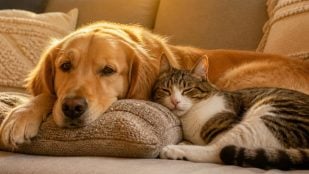 Perros y gatos