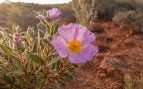 Jara de Cartagena, flora, hábitat
