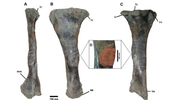 Tibia derecha de Iguanodon bernissartensis (CMP-11/8) en vistas posterior (A), medial (B) y lateral (C); (D) detalle del sobrecrecimiento patol&oacute;gico en la di&aacute;fisis tibial (&aacute;rea roja). Imagen: Salas-Herrera et al., Royal Society Open Science (2026).