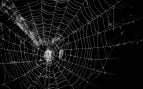Tela de araña