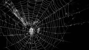 Tela de araña