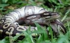 serpiente cáncer