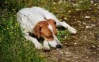 Lo confirman los veterinarios: si un perro hace agujeros no es sólo para esconder algo, sino que puede tener problemas de comportamiento