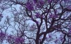 árbol cerca de una piscina