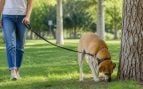 Paseo del perro