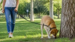 Paseo del perro