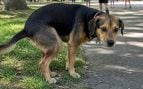 Perro y hacer sus necesidades