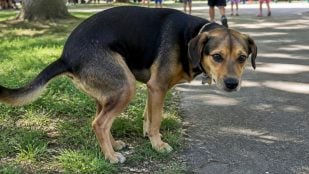 Perro y hacer sus necesidades
