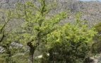 Olmo (Ulmus minor) en flor. Foto: Ryan Hodnett / Wikimedia Commons (CC BY-SA 4.0).