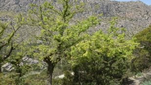 Olmo (Ulmus minor) en flor. Foto: Ryan Hodnett / Wikimedia Commons (CC BY-SA 4.0).