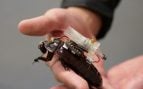 paraborg-cucaracha-ciborg