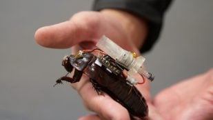 paraborg-cucaracha-ciborg