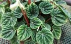 Planta, flora, curiosidades