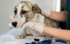 Perros, animales, mascotas