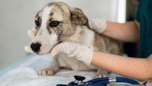 Perros, animales, mascotas