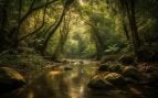 Selva. Foto: @Vecstock