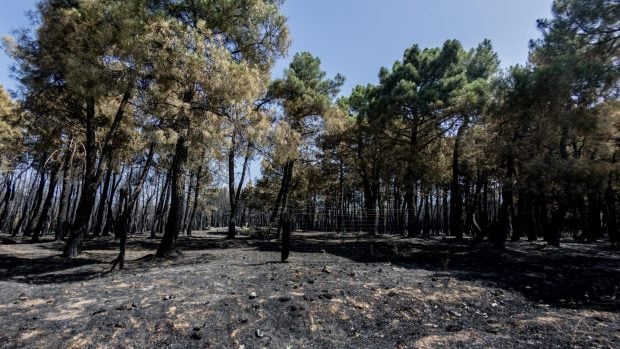 Terreno incendiado en Lozoluyela