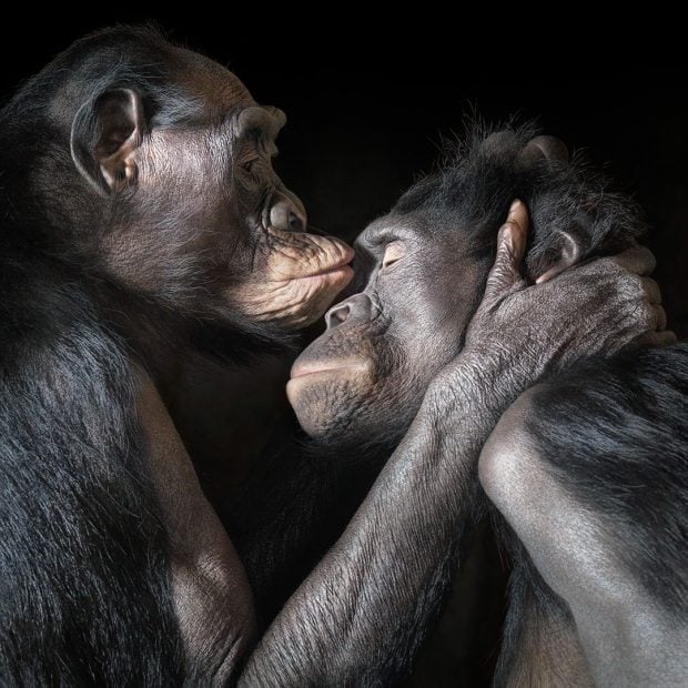 Bonobos Kissing Tim Flach