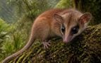 Nueva especie de zarigüeya