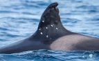 disparos orca toñi