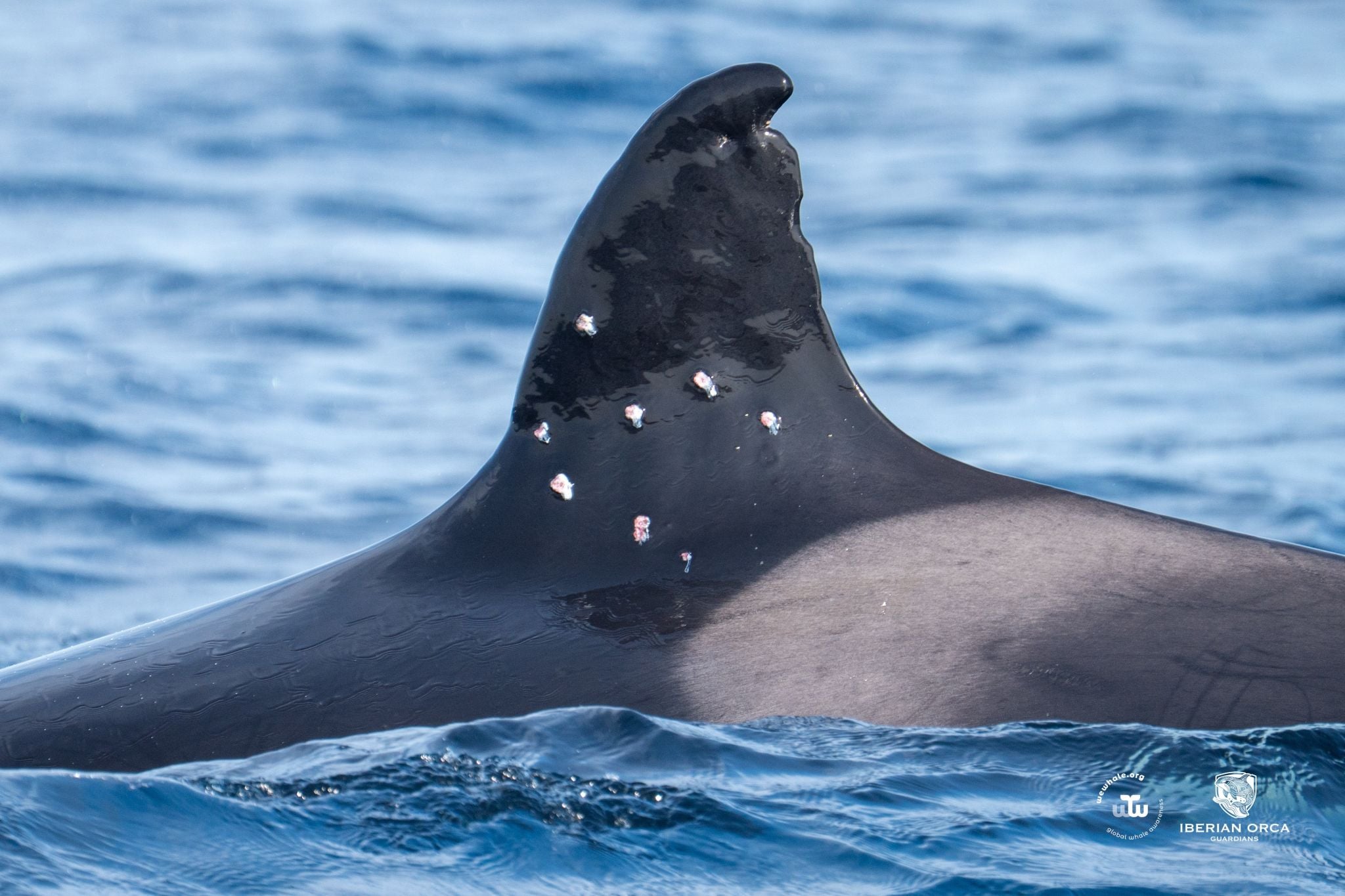 La aleta de la orca Toñi que muestra los disparos recibidos. (Foto: WeWhale.co).