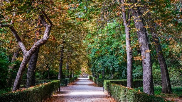 Parque del Retiro (Madrid), destacado espacio verde urbano. 