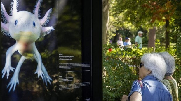 exposición animales en el retiro