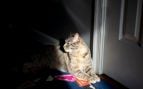 Un gato haciendo travesuras de noche. Foto: Magnific