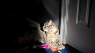 Un gato haciendo travesuras de noche. Foto: Magnific