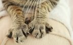 arañazo de gato