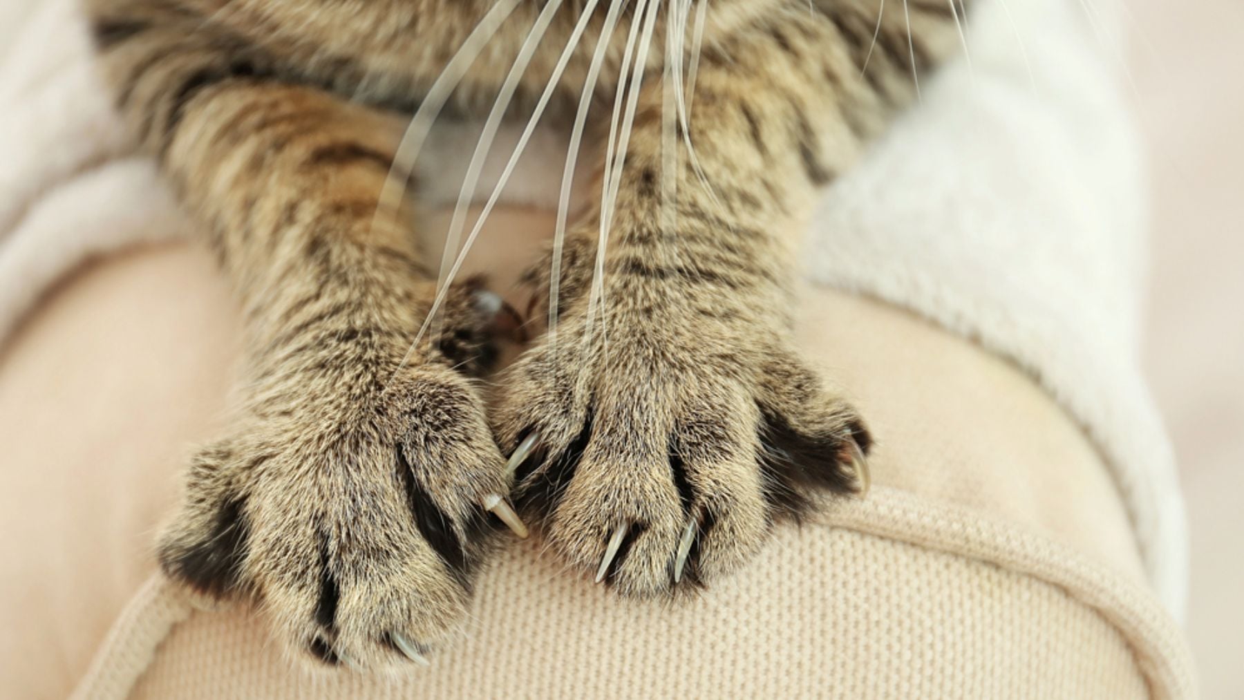 Un arañazo de gato puede afectar al corazón o al cerebro: el caso que alerta a los médicos