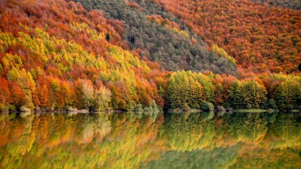 Selva de Irati (Navarra), uno de los bosques espa&ntilde;oles m&aacute;s espectaculares. 