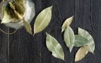laurel