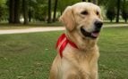 Perros con un lazo rojo