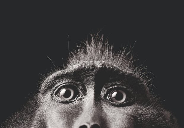 Tim Flach