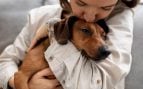Perros, animales, mascotas
