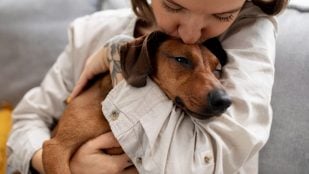 Perros, animales, mascotas