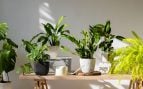Plantas, flora, curiosidades